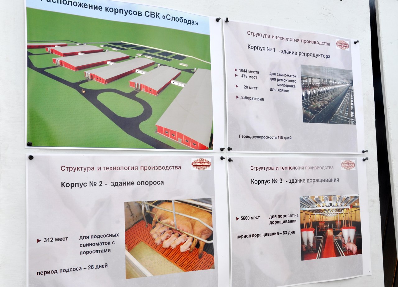 Супер-современный свинокомплекс строится в Вологодской области